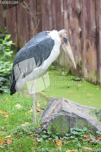 Image of African Marabu  (Leptoptilos crumeniferus) 