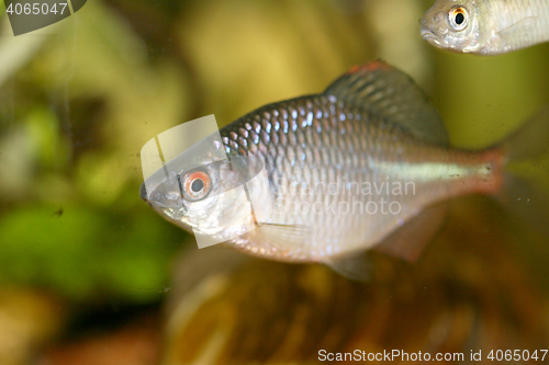 Image of Fish cyprinidae  (Rhodeus amarus) 