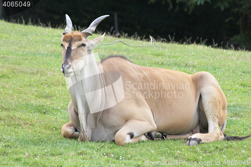 Image of Eland  (Taurotragus oryx) 