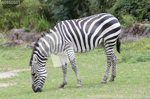 Image of Plains Zebra  (Equus quagga) 