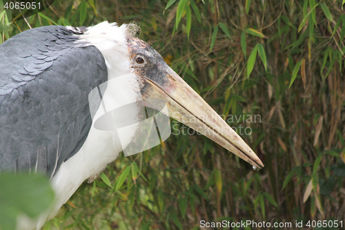 Image of African Marabu  (Leptoptilos crumeniferus) 