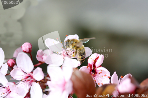 Image of Pink flower 