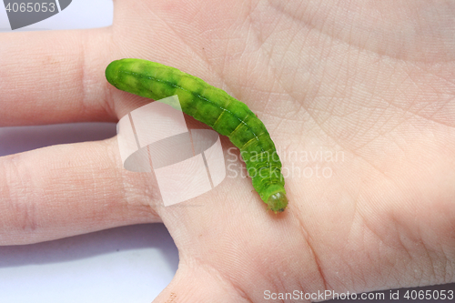 Image of  green caterpillar 