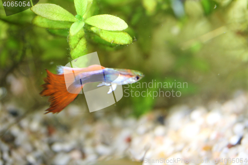 Image of Guppy   (Poecilia reticulata) 