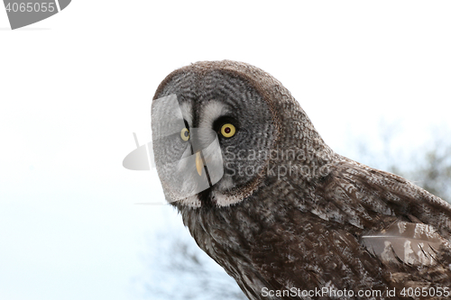 Image of owl  (Strigiformes)  