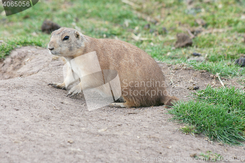 Image of  Prairie dog  (Cynomys)  