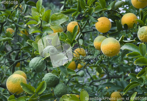 Image of Poncirus Trifoliata Fruit Tree