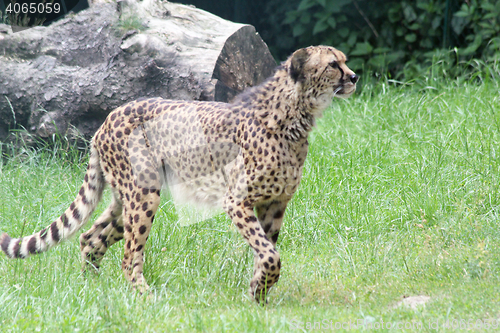 Image of Gepard  Cheetah  (Acinonyx jubatus) 