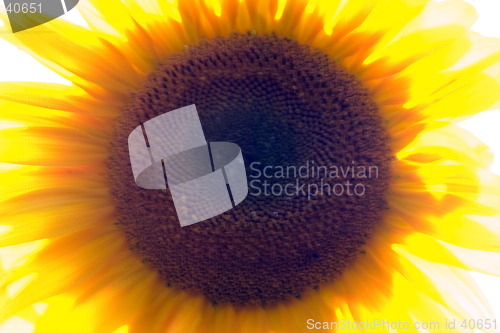 Image of Sunflower