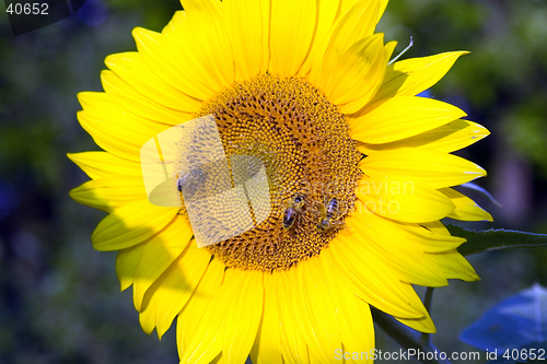 Image of The bees on sunflower