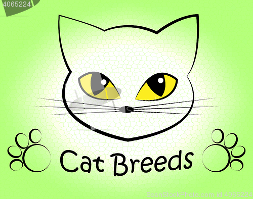 Image of Cat Breeds Indicates Offspring Breeding And Bred