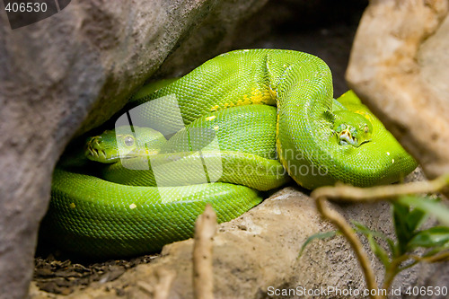 Image of Green Snakes