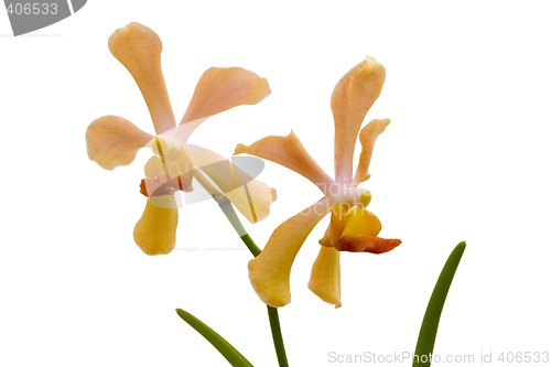 Image of Orange Orchid