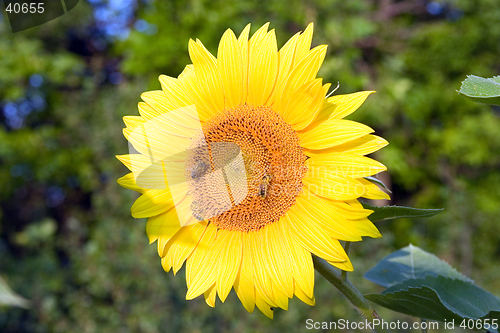 Image of The bees on sunflower