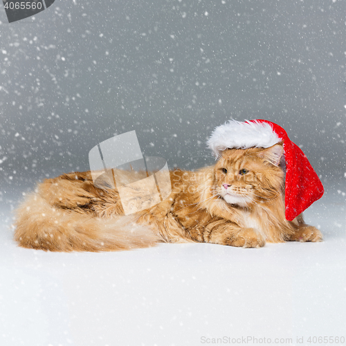 Image of Big ginger cat in christmas hat