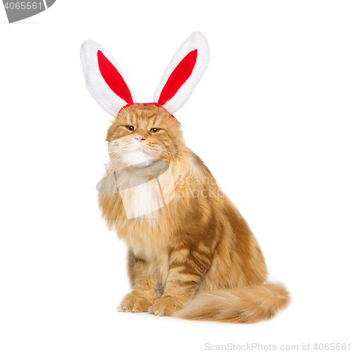 Image of Big ginger cat in christmas rabbit ears head rim