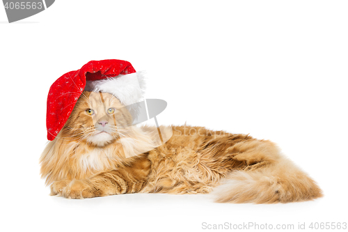 Image of Big ginger cat in christmas hat