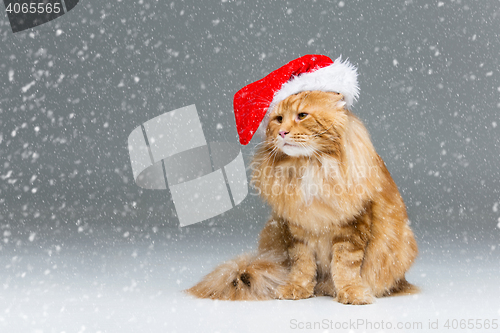 Image of Big ginger cat in christmas hat