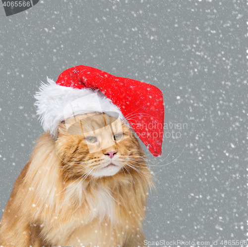 Image of Big ginger cat in christmas hat