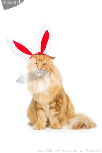 Image of Big ginger cat in christmas rabbit ears head rim