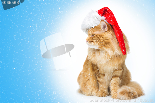 Image of Big ginger cat in santa cap looking the side