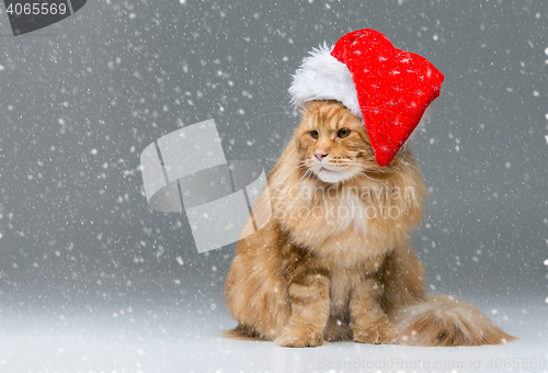 Image of Big ginger cat in christmas hat