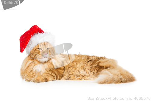 Image of Big ginger cat in christmas hat