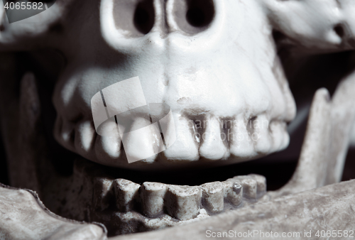 Image of Close-up view on the human skull
