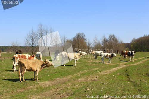 Image of a lot of cows on the pasture