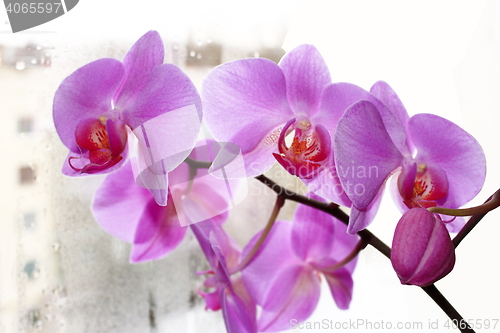 Image of the blossoming pink orchid