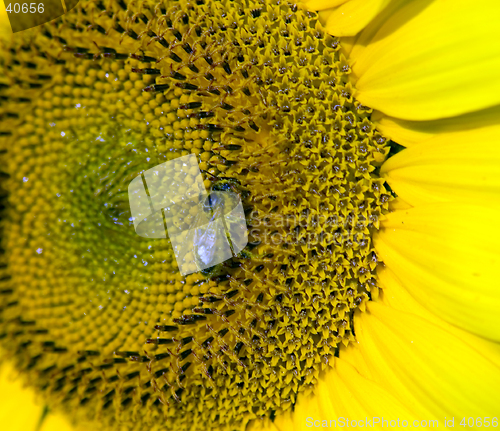 Image of Bees on sunflower