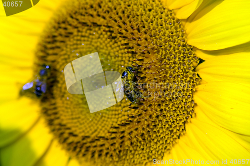 Image of Bees on sunflower