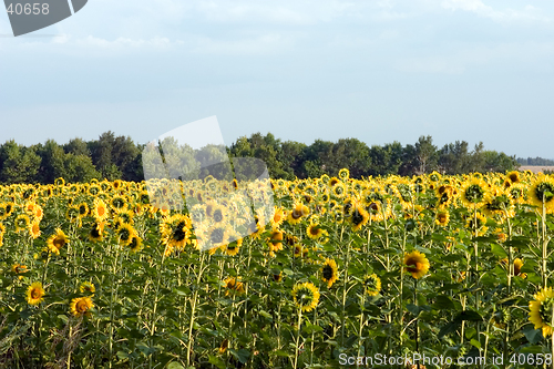 Image of Sunflower field