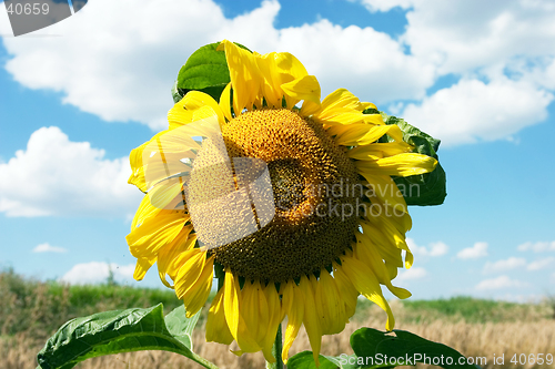 Image of The sunflower