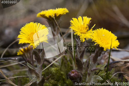 Image of tussilago farfare