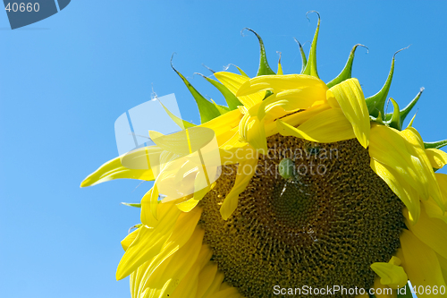 Image of The sunflower