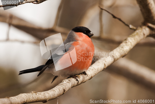 Image of bullfinch