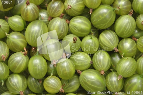 Image of Gooseberry