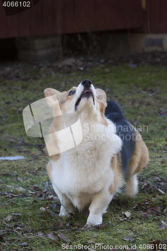 Image of dog begging for a treat