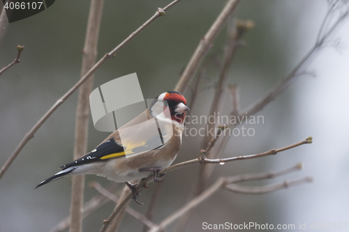 Image of gold finch