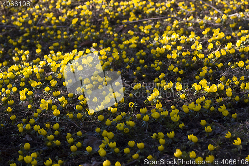 Image of winter aconites