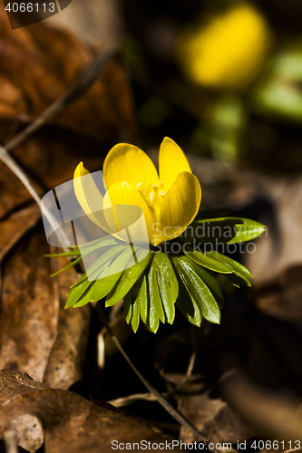 Image of winter aconite