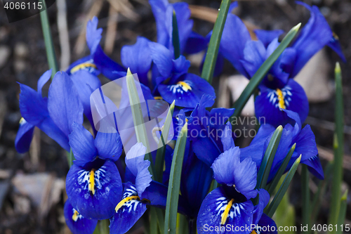 Image of blue iris