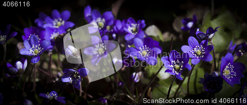 Image of blue anemones