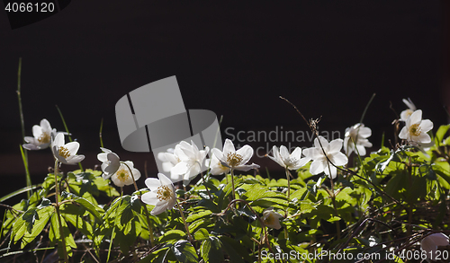 Image of wood anemones