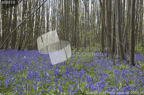 Image of Bluebell  woods