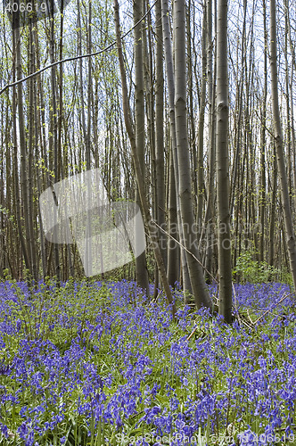 Image of Bluebell  woods