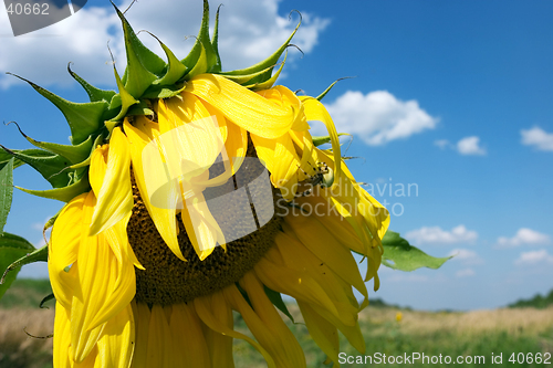 Image of The sunflower