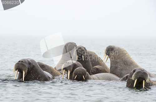 Image of Walruses in the water