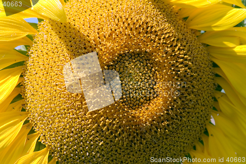 Image of The sunflower